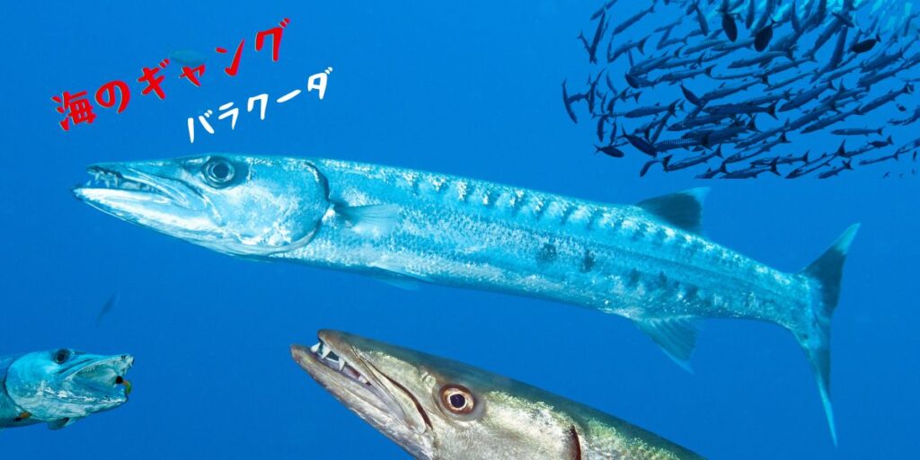 Monster fish barracuda