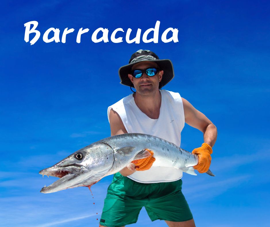 釣り上げたBarracuda を抱える精悍な男。