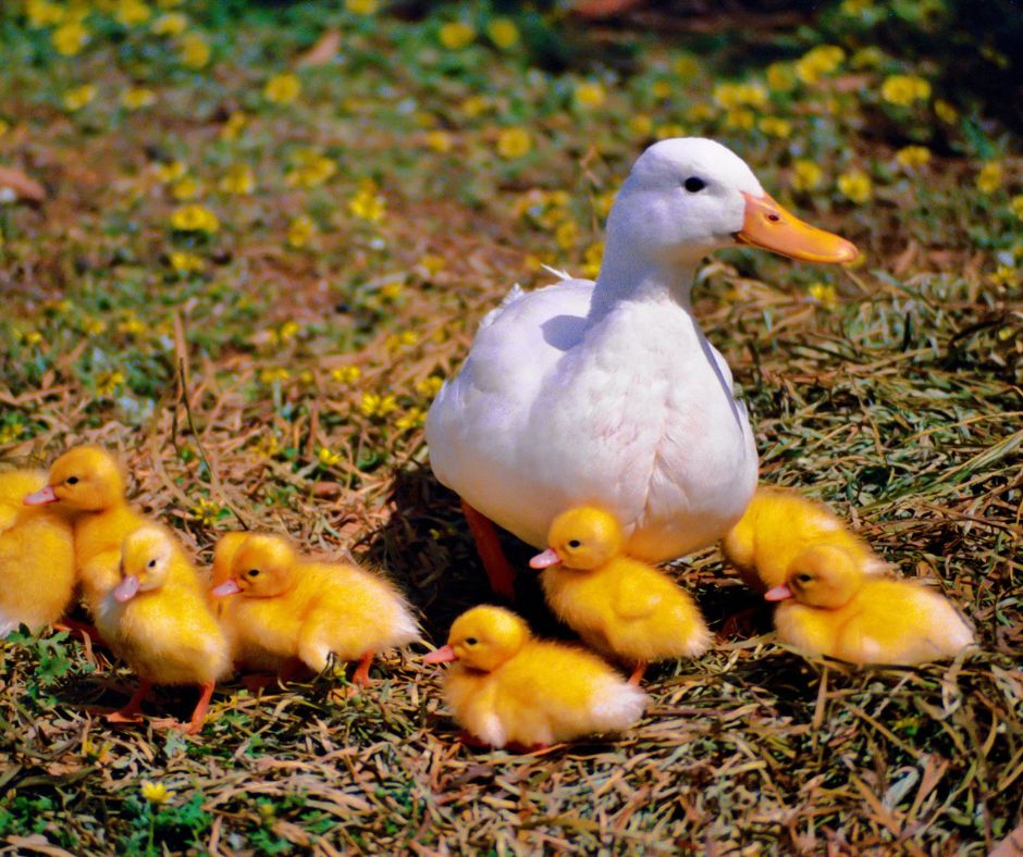 Baby bird following the parent bird