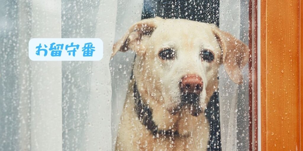 お留守番をする犬。

雨が降りかかる窓ガラスを見ながら、心細そうな犬の表情の画像。