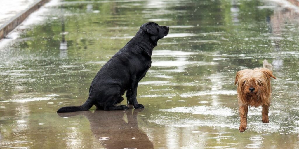 Two dogs standing in the rain