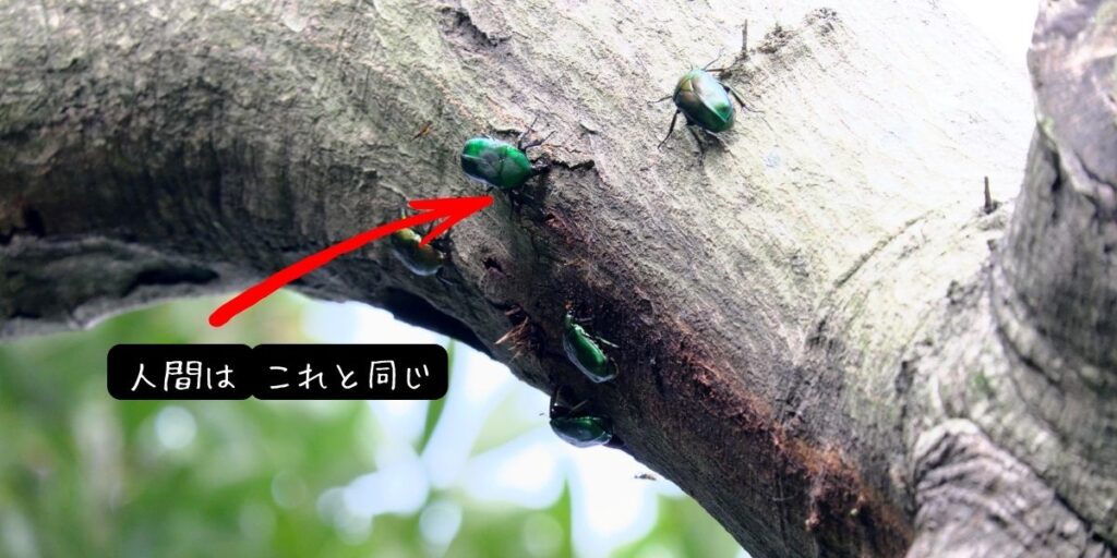 Humans are like insects

虫が木にとまっている画像。