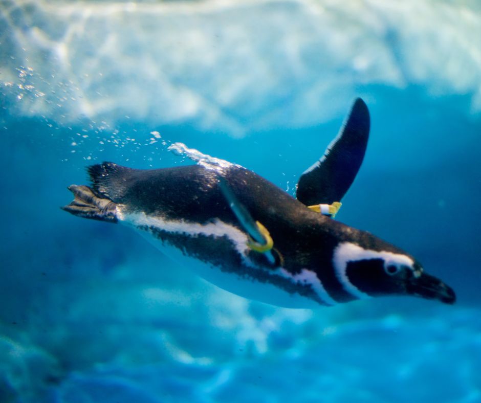 Penguins swimming freely in the sea