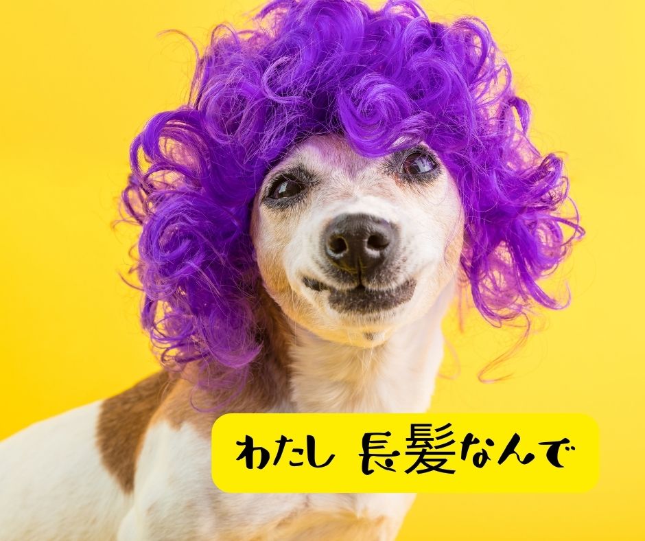 dog wearing a wig