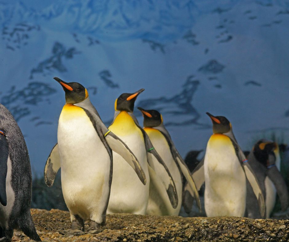 flock of penguins