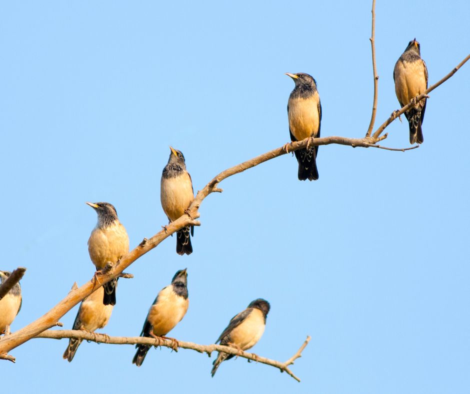 flock of urban birds