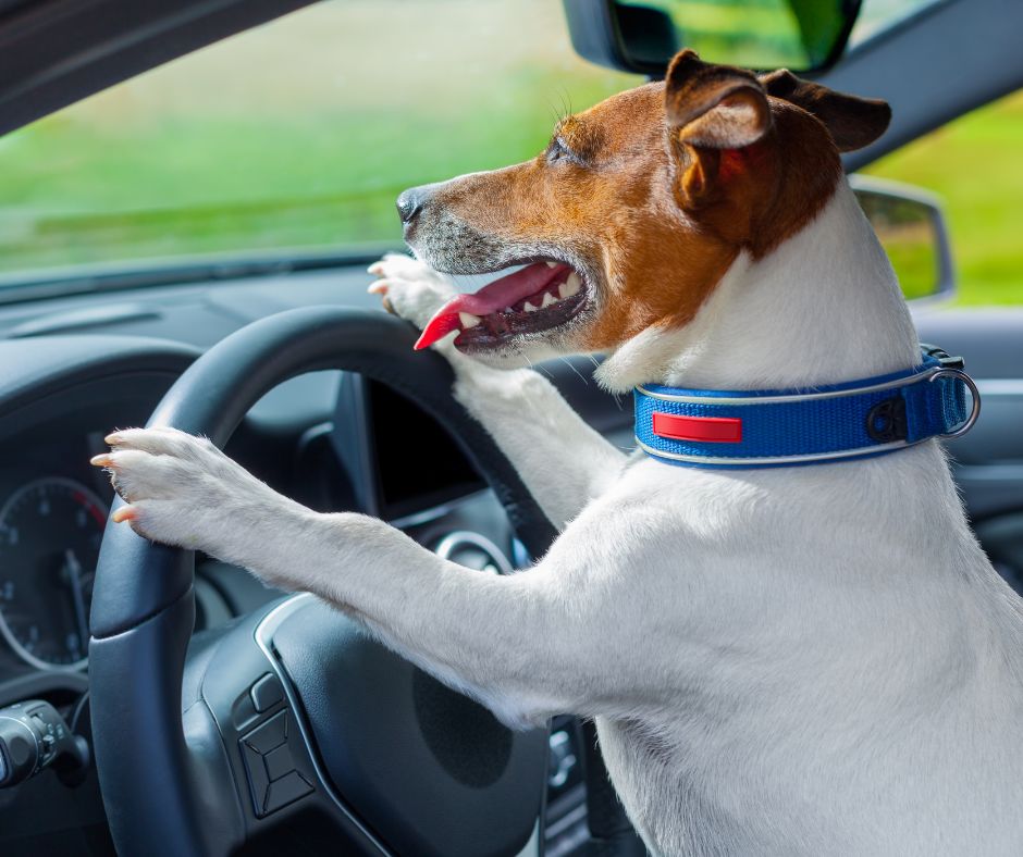 dog driving a cool car