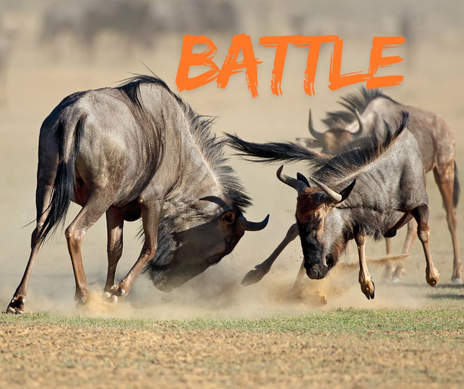 battle